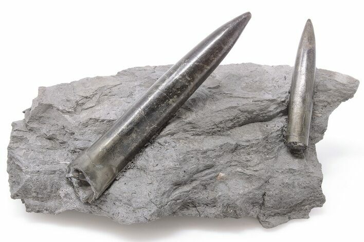 Two Jurassic Belemnite (Passaloteuthis) Fossils - Germany #199251